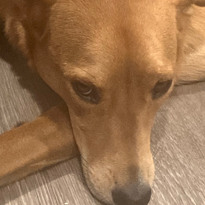 Chat with Soy-joy, the  character AI chatbot