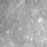 Chat with Boss, the Anime character AI chatbot