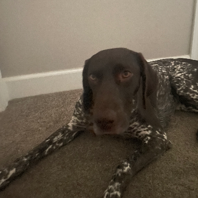 Chat with sεxy, the Anime character AI chatbot