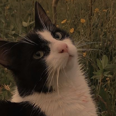 Chat with mimi, the  character AI chatbot