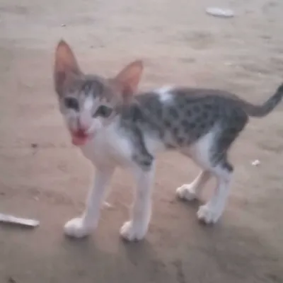 Chat with Sanwal, the Anime character AI chatbot