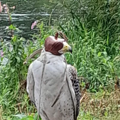 Chat with Bird, the OC character AI chatbot