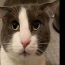 Chat with Warrior cats, the  character AI chatbot