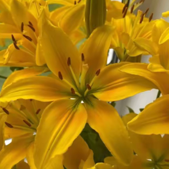 Chat with Knight helmet, the OC character AI chatbot