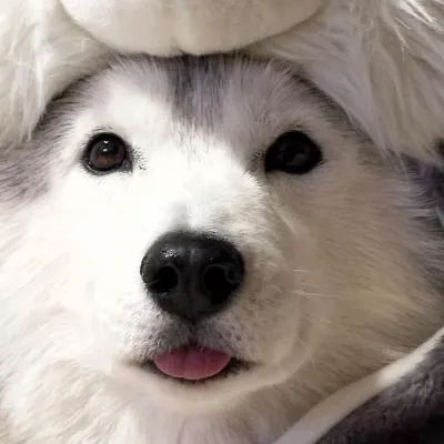 Chat with Husky, the Japanese character AI chatbot