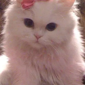 Chat with Kitty, the  character AI chatbot