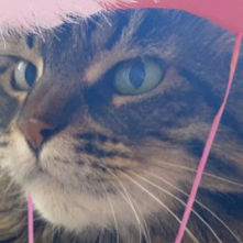 Chat with Luca, the Anime character AI chatbot