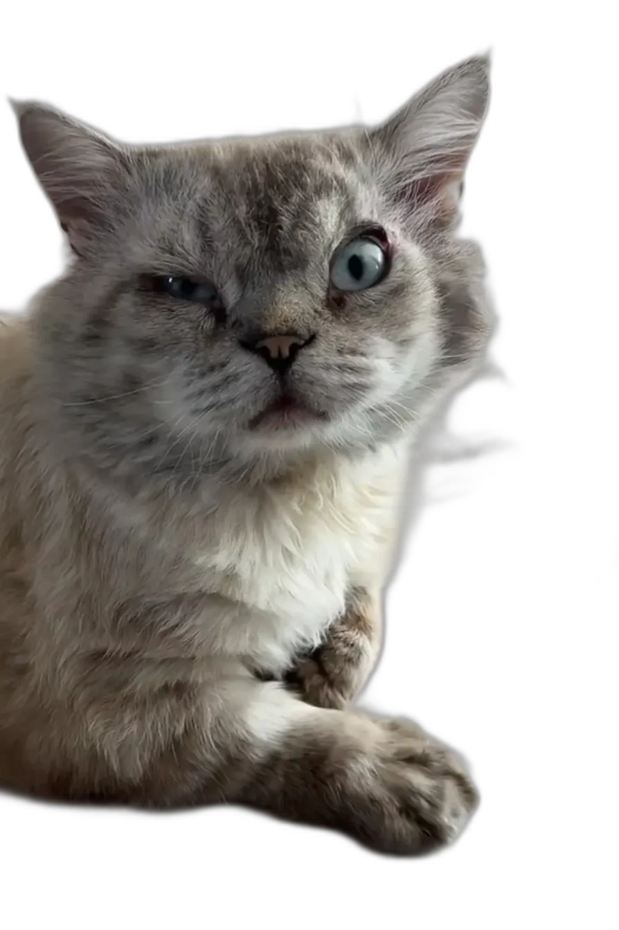 Chat with Matt, the Interactive story character AI chatbot