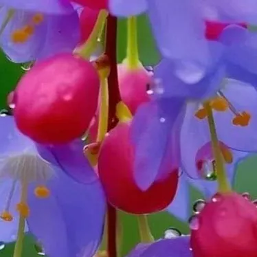 Chat with Chatapp, the Anime character AI chatbot