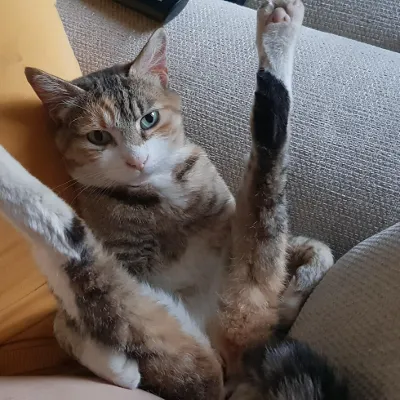 Chat with cat, the  character AI chatbot