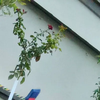 Chat with Simen, the Anime character AI chatbot