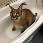 Chat with Floppa, the  character AI chatbot