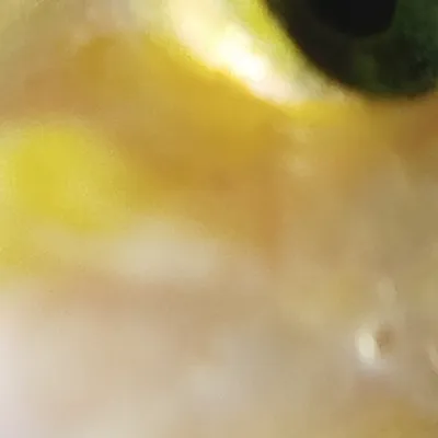 Chat with muscle, the Anime character AI chatbot