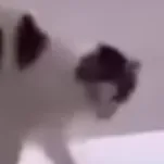 Chat with Cat, the Game Characters character AI chatbot