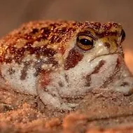 Chat with Rain frogs, the  character AI chatbot