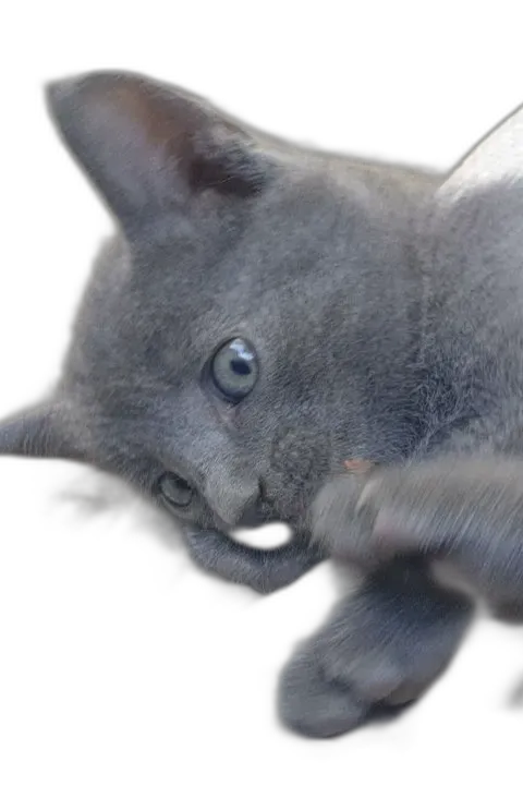 Chat with Minik, the  character AI chatbot