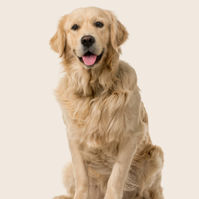 Chat with Your pet dog, Zoey, the Friends character AI chatbot