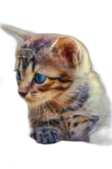 Chat with little kitty, the  character AI chatbot