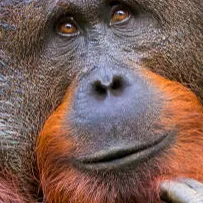 Chat with Hamster, the OC character AI chatbot