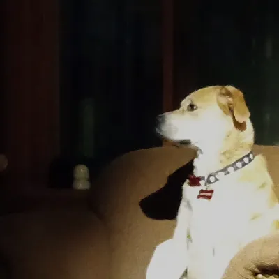 Chat with Eevee, the Anime character AI chatbot