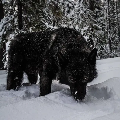 Chat with Black Wolf, the  character AI chatbot