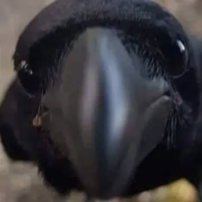 Chat with Test, the  character AI chatbot