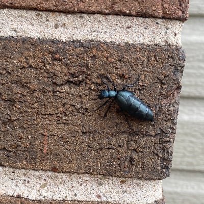 Chat with A tootsie roll, the OC character AI chatbot