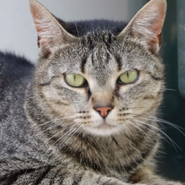 Chat with Stray Cat, the  character AI chatbot