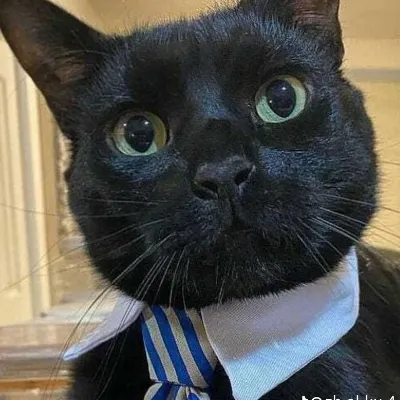 Chat with Cat, the  character AI chatbot