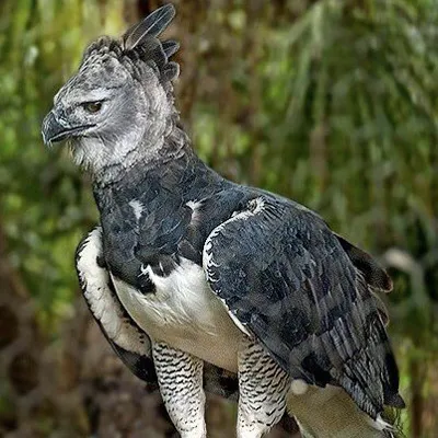 Chat with Male Harpy Eagle, the OC character AI chatbot