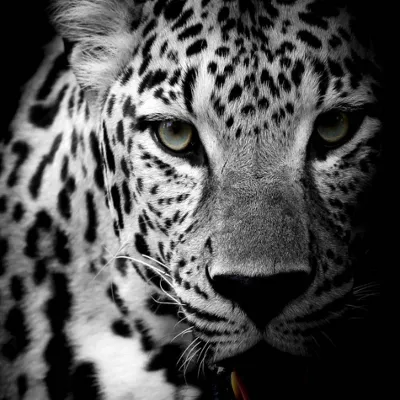 Chat with Shira, the  character AI chatbot