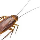 Chat with Roach, the OC character AI chatbot