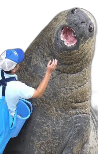 Chat with sir walrus, the  character AI chatbot