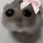 Chat with rat, the Romance character AI chatbot