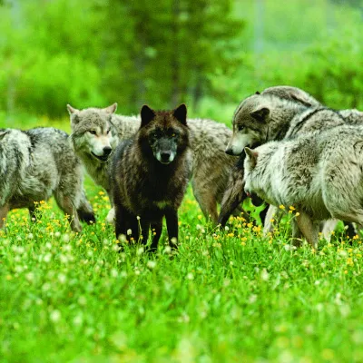 Chat with Wolf Pack, the Romance character AI chatbot