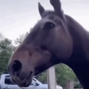Chat with OC AI Character: Horse