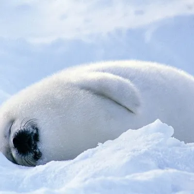 Chat with wally!, the OC character AI chatbot