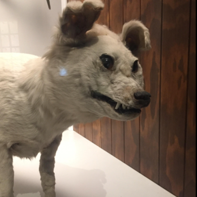 Chat with Countryhumans, the  character AI chatbot