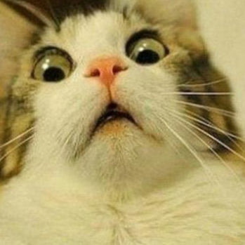 Chat with Cat, the Romance character AI chatbot