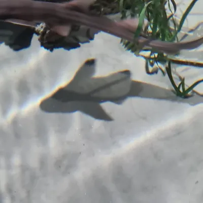 Chat with Feral man, the BL & ABO character AI chatbot