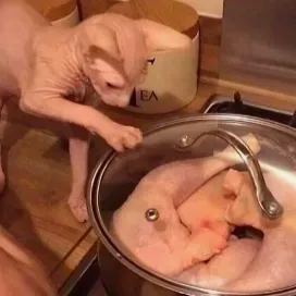 Chat with All 4 residents, the OC character AI chatbot