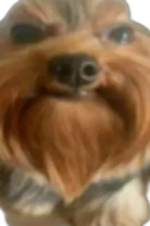 Chat with cachorro legal, the Interactive story character AI chatbot