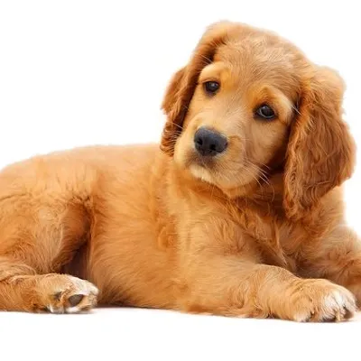 Chat with Red, the  character AI chatbot