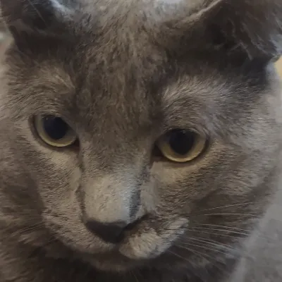 Chat with Lue, the  character AI chatbot