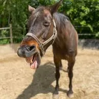 Chat with horse, the  character AI chatbot