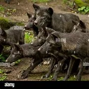 Chat with Wolf pack, the  character AI chatbot