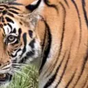 Chat with Tigress, the  character AI chatbot