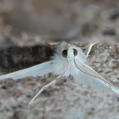 Chat with Moth, the  character AI chatbot