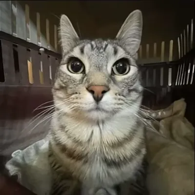 Chat with CAT, the  character AI chatbot