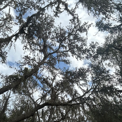 Chat with mha, the Anime character AI chatbot